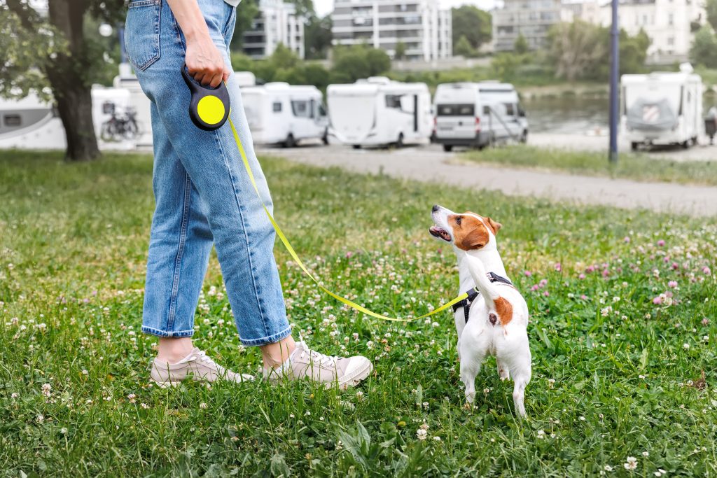 tips for taking your dog on a road trip